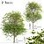 Exquisite Large-Leaved Linden Set 3D model small image 1