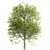 Exquisite Large-Leaved Linden Set 3D model small image 3