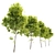 Tilia Cordata: Majestic Linden Tree 3D model small image 2