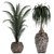 Exotic Plant Collection: Banana Palm, Ravenala, Strelitzia 3D model small image 4