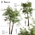 Scots Pine Tree Set: Pinus Sylvestris 3D model small image 1