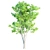 Elegant Ash Trees Trio 3D model small image 5