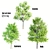Exquisite Set of 3 Majestic Trees 3D model small image 1