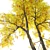 Winter & Autumn Fraxinus Tree: Separated Parts, Corona Material Library 3D model small image 4