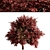Vibrant Berberis Ottawensis Bushes for your Garden 3D model small image 4