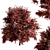 Vibrant Berberis Ottawensis Bushes for your Garden 3D model small image 5