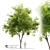 Gleditsia Triacanthos: Elegant Honey Locust 3D model small image 1