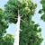 VRAY Aspen Trees Bundle 3D model small image 2