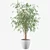 Ficus Ali - Exquisite Indoor Plant 3D model small image 4