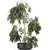 Exotic Tropical Olive Tree: Indoor/Outdoor Decor 3D model small image 1