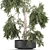 Exotic Tropical Olive Tree: Indoor/Outdoor Decor 3D model small image 2