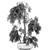 Exotic Tropical Olive Tree: Indoor/Outdoor Decor 3D model small image 4