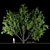 Spring Blossom Maple Tree 3D model small image 1