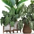 Exotic Rattan Plant Collection 3D model small image 2