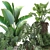 Exotic Rattan Plant Collection 3D model small image 4