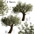 Mediterranean Olive Tree Trio 3D model small image 1