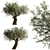 Mediterranean Olive Tree Trio 3D model small image 2