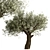 Mediterranean Olive Tree Trio 3D model small image 3