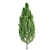 Growth Collection: Cypress Oak, Pine1, Pine2 3D model small image 2