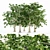 European Beech Tree Collection 3D model small image 1