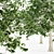European Beech Tree Collection 3D model small image 2