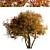 Amelanchier Tree Set: Shadbush & Serviceberry (2 Trees) 3D model small image 3