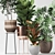 Five Plant Collection: Outdoor and Indoor Ornamental Plants 3D model small image 2