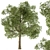 Diverse Foliage Set: Tree Broadleaf 3D model small image 1