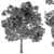 Diverse Foliage Set: Tree Broadleaf 3D model small image 3