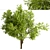 Robinia Pseudoacacia Trees: Elegant and Versatile (2-Pack) 3D model small image 4