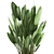 Tropical Plant Collection: Banana Palm, Ravenala & Strelitzia 3D model small image 2