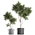 Tropical Decorative Tree - Black Vase 3D model small image 1