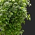 Exquisite Jasmine Hanging Plant 3D model small image 2