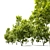 Coliseum Maple Duo: Stunning Acer Cappadocicum 3D model small image 2