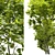 Coliseum Maple Duo: Stunning Acer Cappadocicum 3D model small image 4