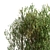 White Willow Tree Set (2 Trees) 3D model small image 3