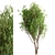 White Willow Tree Set (2 Trees) 3D model small image 4