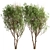 White Willow Tree Set (2 Trees) 3D model small image 6