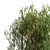 White Willow Tree Set (2 Trees) 3D model small image 7