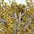 European Linden Fall Tree Set 3D model small image 3