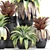 Exotic Plant Collection in Black Pots 3D model small image 2