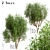 Exquisite Pair of River Birch Trees 3D model small image 2