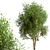 Exquisite Pair of River Birch Trees 3D model small image 3