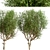 Exquisite Pair of River Birch Trees 3D model small image 5