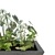 Lush Greenery Combo: Begonia & Philodendron 3D model small image 2