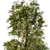  White Pine Tree Set - 24 Pack 3D model small image 2