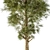  White Pine Tree Set - 24 Pack 3D model small image 3