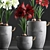 Tropical Plant Collection: Exotic Blooms for Indoors and Outdoors 3D model small image 4