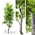 Flowering Ash Tree - Fraxinus Ornus 3D model small image 1
