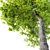 Flowering Ash Tree - Fraxinus Ornus 3D model small image 3